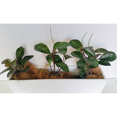 Peperomia Red Edge(Peperomia Obtusifolia) Desk/Benchtop Indoor Plants With Fiberglass Planter Trough