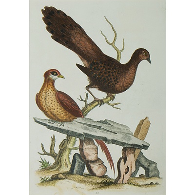 Edwards, George (1694-1773) 4 Plates From 'A Natural History Of Birds' Published 1802 (4) 