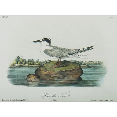 After Audubon, John (USA 1785-1851) 3 Various Engravings (3)