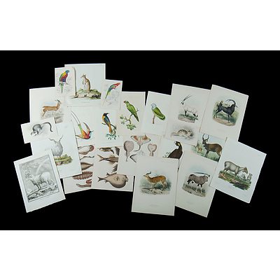 Folio Of 22 Various Animal and Bird Etchings (22)