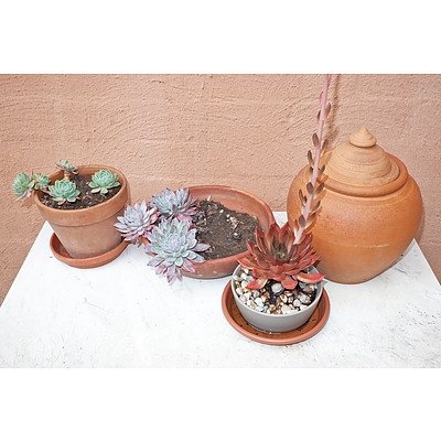 Three Potted Cacti and Terracotta Lidded pot