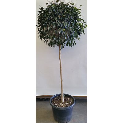 Advanced Emerald Standard Ficus(Ficus Hillii) in Black Plastic Pot