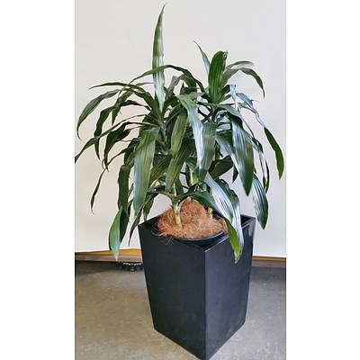 Janet Craig(Dracaena Deremensis) Indoor Plant With Fiberglass Planter Box