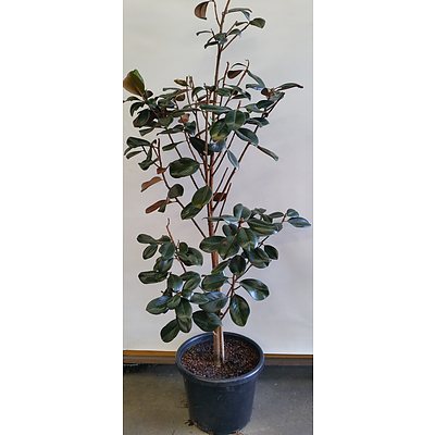 Advanced 175cm Teddy Bear Magnolia Tree(Magnolia Grandiflora) in 40cm Plastic Pot