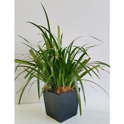 Brazilian Walking Iris(Neomarica Gracilis) Desk/Benchtop Indoor Plant With Fiberglass Planter