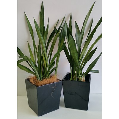 Two Mother In Law's Tongue(Sansavieria) Desk/Bench Top Indoor Plants With Fiberglass Planters