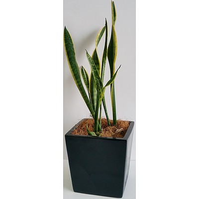 Mother In Law's Tongue(Sansavieria) Desk/Bench Top Indoor Plant With Fiberglass Planter