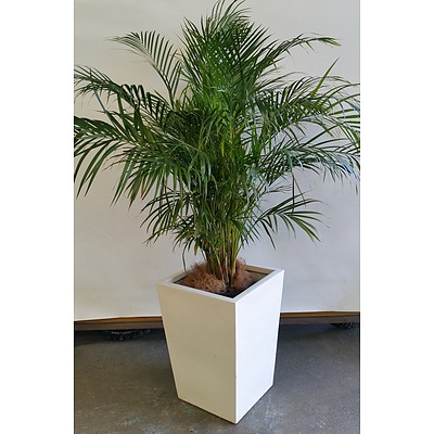 Kentia Palm(Howea Forsteriana) Indoor Plant In Fiberglass Planter