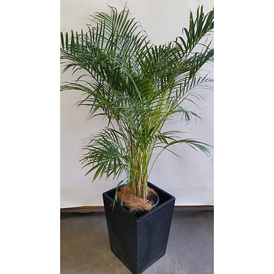 Kentia Palm(Howea Forsteriana) Indoor Plant In Fiberglass Planter
