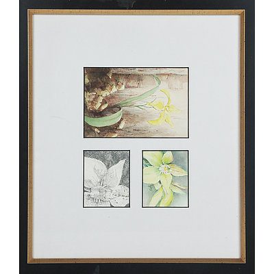 Group of Five Botanical Watercolours and Sketches Including Jan Loveday, Margaret Paice, Janet Hicks, Dianne Stockbridge and Helina Steele