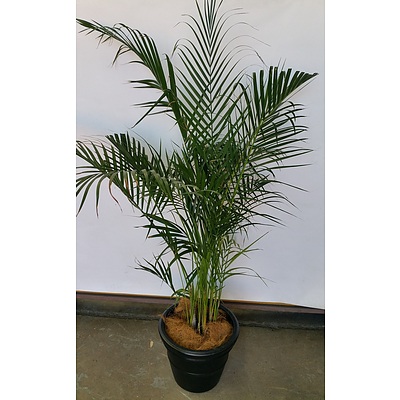 Kentia Palm(Howea Forsteriana) Indoor Plant In Black Cotta Pot