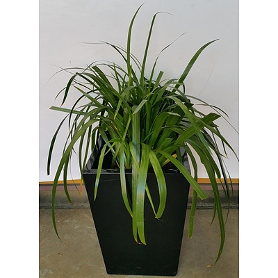 Brazilian Walking Iris(Neomarica Gracilis) Indoor Plant With Fiberglass Planter