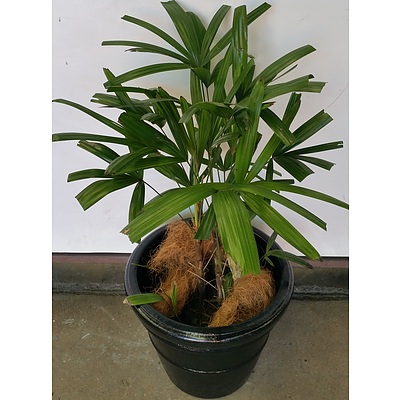 Rhapis Palm(Rhapis Excelsa) Indoor Plant With Black Cotta Pot