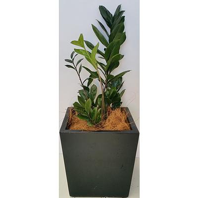 Zanzibar Gem(Zamioculus Zalmiofolia) Desk/Bench Top Indoor Plant With Fiberglass Planter