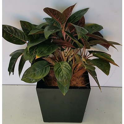 Red Chinese Evergreen(Aglaonema) Desk/Bench Top Indoor Plant With Fiberglass Planter