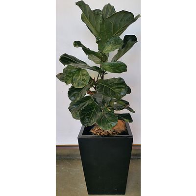 Fiddle Leaf Fig(Ficus Lyrata) Indoor Plant With Fiberglass Planter