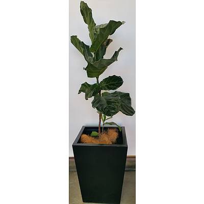 Fiddle Leaf Fig(Ficus Lyrata) Indoor Plant With Fiberglass Planter