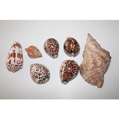 Seven Sea Shells