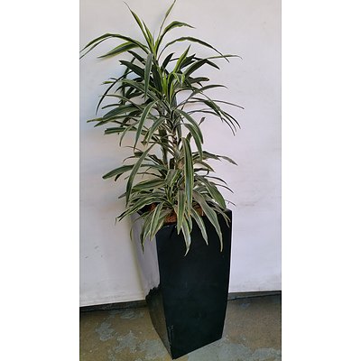 Janet Craig(Dracaena Deremensis) Indoor Plant With Fiberglass Executive Planter