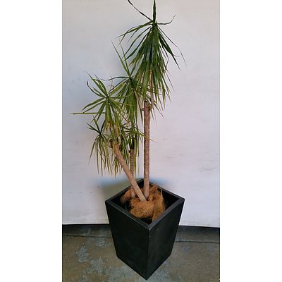 Yucca(Yucca Elephantipes) Indoor Plant With Fibreglass Planter