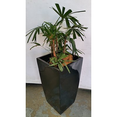 Rhapis Palm(Rhapis Excelsa) Indoor Plant With Fiberglass Executive Planter