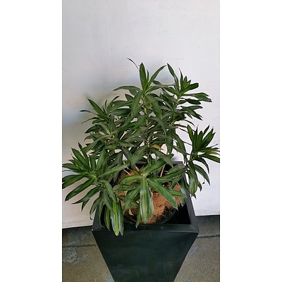 Janet Craig Malay Stripe(Dracaena Reflexa) Indoor Plant With Fibreglass Planter
