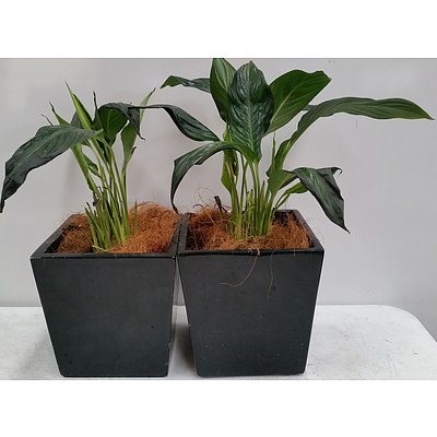 Madonna Lily(Spathiphylum) Desk/Bench Top Indoor Plant With Fiberglass Planter - Lot of Two