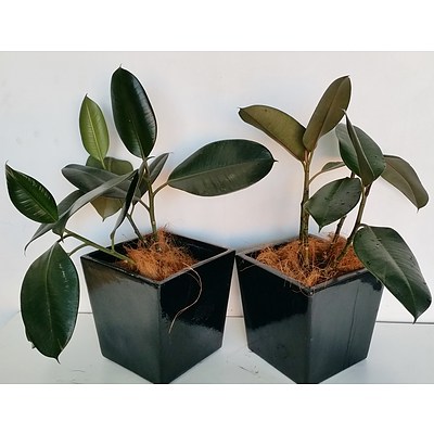 Rubber Plant(Ficus Elastica) Indoor Desk/Bench Top Plants With Fiberglass Planter - Lot of Two