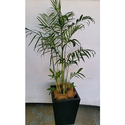 Bamboo Palm(Chamaedorea Seifrizii) Indoor Plant With Fiberglass Planter