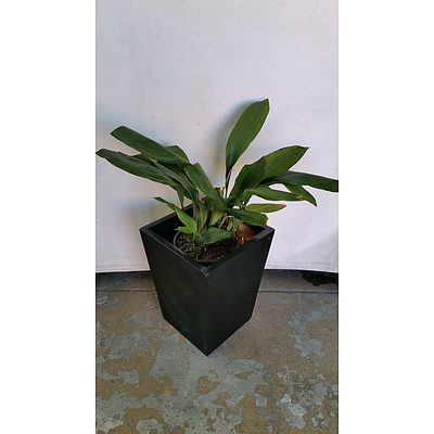 Cast Iron Plant(Aspidistra Elatior) Indoor Plant With Fiberglass Planter