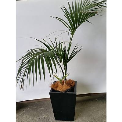 Bamboo Palm(Chamaedorea Seifrizii) Indoor Plant With Fiberglass Planter