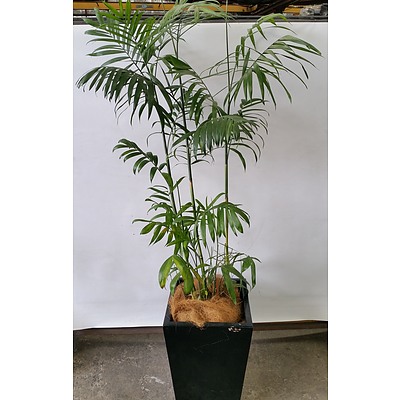 Bamboo Palm(Chamaedorea Seifrizii) Indoor Plant With Fiberglass Planter