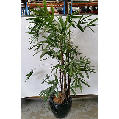 Advanced Rhapis Palm(Rhapis Excelsa) Indoor Plant With Fiberglass Cauldron Planter
