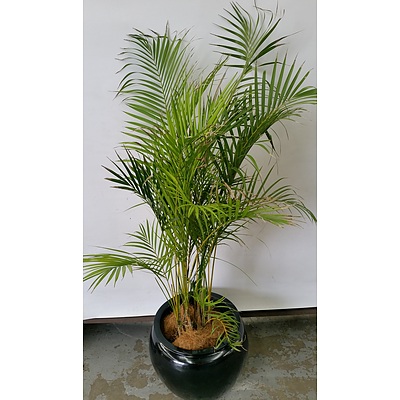 Golden Cane Palm(Dypsis Lutescens) Indoor Plant With Fiberglass Cauldron Planter