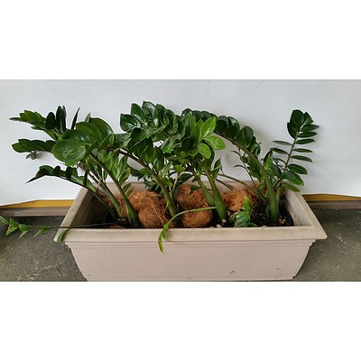 Three Zanzibar Gem(Zamioculus Zalmiofolia) Indoor Plants With Cotta Leak Proof Planter