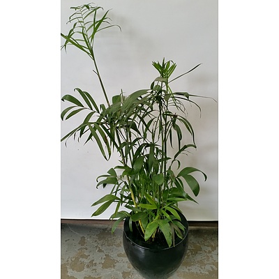 Bamboo Palm(Chamaedorea Seifrizii)Indoor Plant With Fiberglass Cauldron Planter
