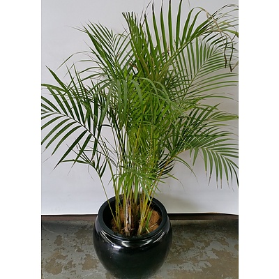 Golden Cane Palm(Dypsis Lutescens) Indoor Plant With Fiberglass Cauldron Planter