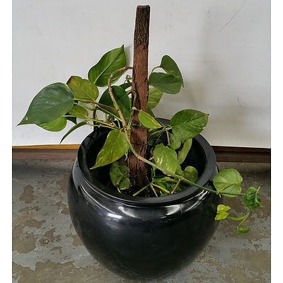 Devils Ivy(Epipremnum Aureum) Totem Indoor Plant With Fiberglass Cauldron Planter