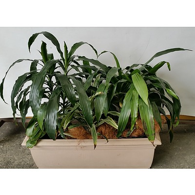 Janet Craig(Dracaena Deremensis) Indoor Plants With Cotta Leak Proof Planter