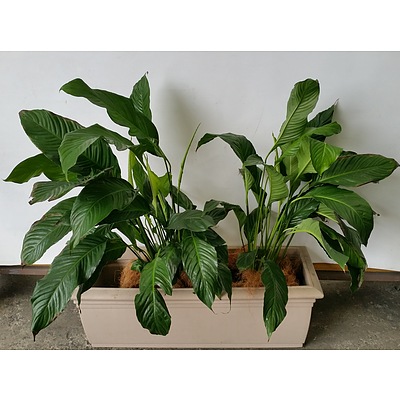 Madonna Lily(Spathiphylum) Indoor Plants With Cotta Leak Proof Planter
