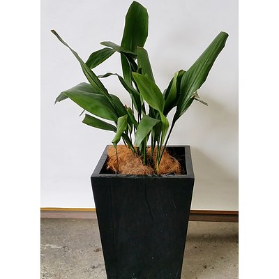 Cast Iron Plant(Aspidistra Elatior) Indoor Plant With Fiberglass Planter