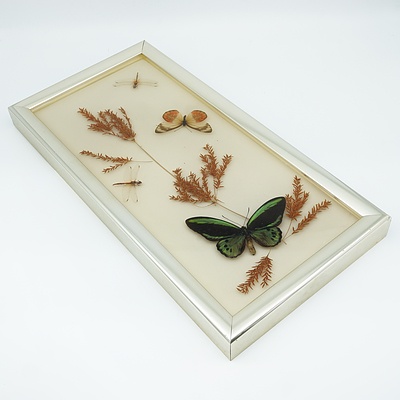 Vintage Framed Taxidermy Butterfly and Insect Display