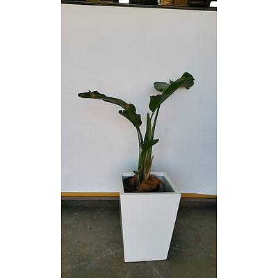 Giant Bird Of Paradise(Strelitzia Nicolai) Indoor Plant With Fibreglass Planter Box