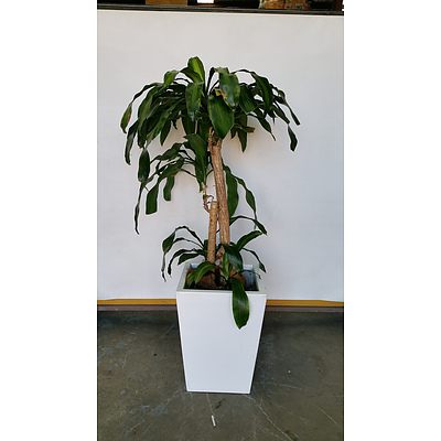 Striped Happy Plant(Dracenea Fragrants Massangeana) Indoor Plant With Fiberglass Planter