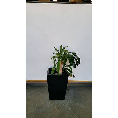 Striped Happy Plant(Dracenea Fragrants Massangeana) Indoor Plant With Fiberglass Planter