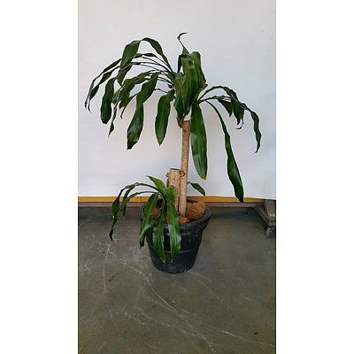 Striped Happy Plant(Dracenea Fragrants Massangeana) Indoor Plant With Fiberglass Planter