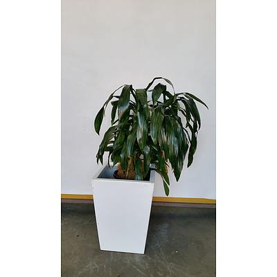 Janet Craig(Dracaena Deremensis) Indoor Plant With Fiberglass Planter