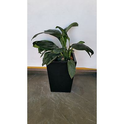 Peace Lily (Spathiphyllum Sensation): Indoor Plant With Fiberglass Planter