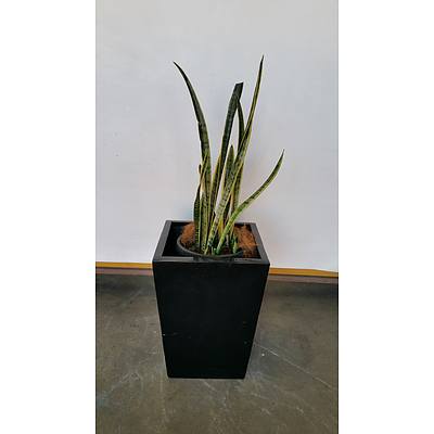 Mother In Law's Tongue(Sansavieria) Indoor Plant With Fiberglass Planter