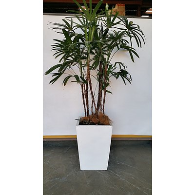 Rhapis Palm(Rhapis Excelsa) Indoor Plant With Fiberglass Planter